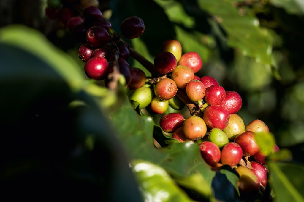 Kaffeekirsche am Zweig